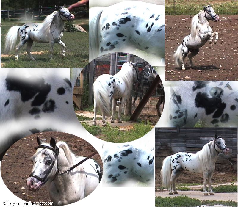 Falabella AF Don Quijote-2.jpg