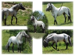 Toyland Achilles-28.5in.jpg