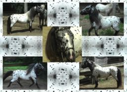 Toyland Navajo-28in_Reference Sire