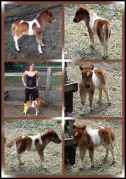 Toyland-Crimson-(Apple the Movie Horse).jpg